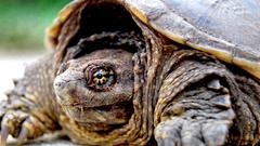 Close-up turtles tortoises
