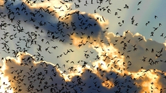 Clouds Birds flock