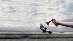 Clouds Birds funny horns