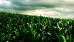 Clouds corn Plants