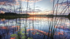Clouds evening reeds stalks lily pads
