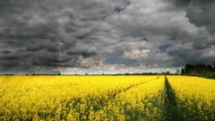 Clouds fields HDR Photography yellow flowers yellow field