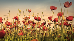 Clouds Flowers red flowers