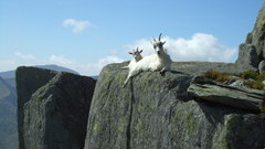 Clouds Goats Animals