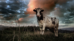 Clouds Landscapes Animals Cows