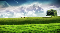 Clouds Landscapes fields Cows