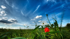 Clouds Landscapes Flowers fields