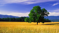 Clouds Landscapes Trees fields