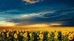 Clouds nature Flowers Garden