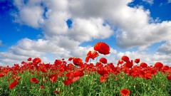 Clouds nature Flowers Poppies