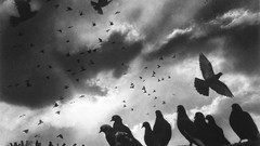 Clouds Pigeons skies grayscale old photography Harold Feinstein