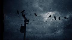 Clouds rain Birds silhouettes