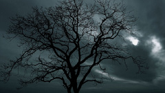 Clouds tree alone medis vienisas