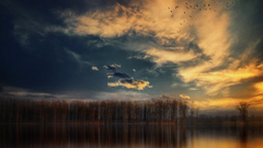 Clouds Trees Wood waterscapes