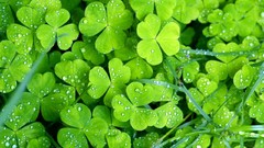 Clover kirishima shouko Green