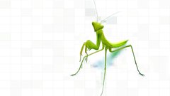 Cloverfield monster insect