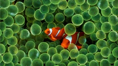 Clownfish