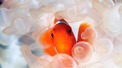 Clownfish