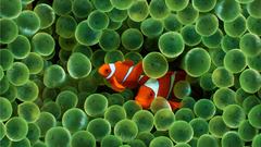 Clownfish sea anemones