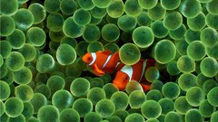 Clownfish sea anemones