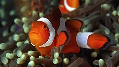Clownfish undersea