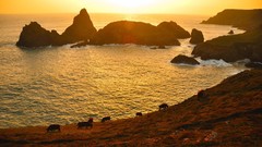 Coast England bay rocks Cows sunlight Cornwall
