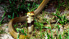 Cobra snakes