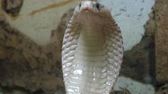 Cobra snakes albino Leucism