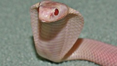 Cobra snakes Reptiles albino