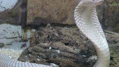 Cobra wildlife snakes Reptiles