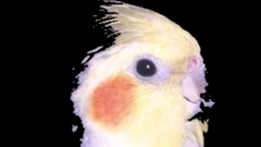 Cockatiel there You are