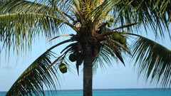 Coconut palm trees Turks and Caicos islands