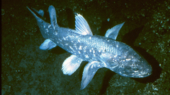 Coelacanth high