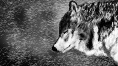 Cold Wolves monochrome drawings game of thrones winds TV series