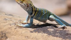 Collared lizard mesa Verde