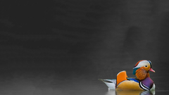 Color splash Don thread Women that colorsplash contain