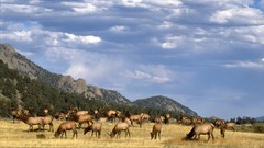 Colorado elk