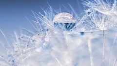 Colored seeds Coldness