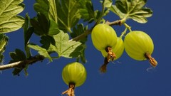 Colors Vitamins fruits fresh strong