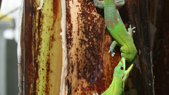 Combat de phelsumes Sur