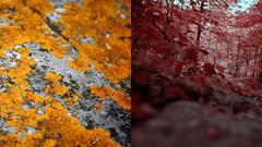 Combo awesome colors nature