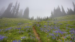 Comet Washington Mount Rainier