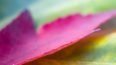 Coming Up clear leafs