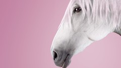 Commercial Thomas Mangold