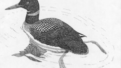Common loon high