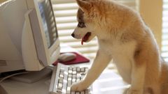 Computers Dogs Puppies husky