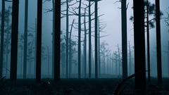 Copy landsacapewidetrees