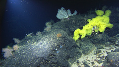 Coral sponges hirez high