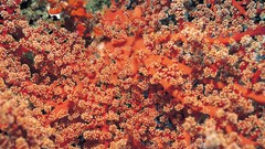 Corals