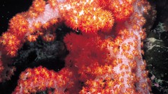 Corals